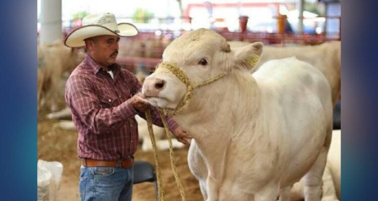 ganadería Tamaulipas