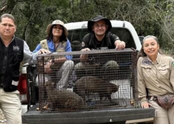 jaguarundis en Tamaulipas