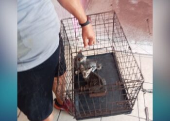 maltrato animal Matamoros
