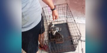 maltrato animal Matamoros