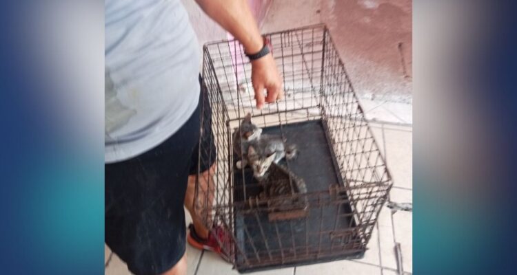 maltrato animal Matamoros