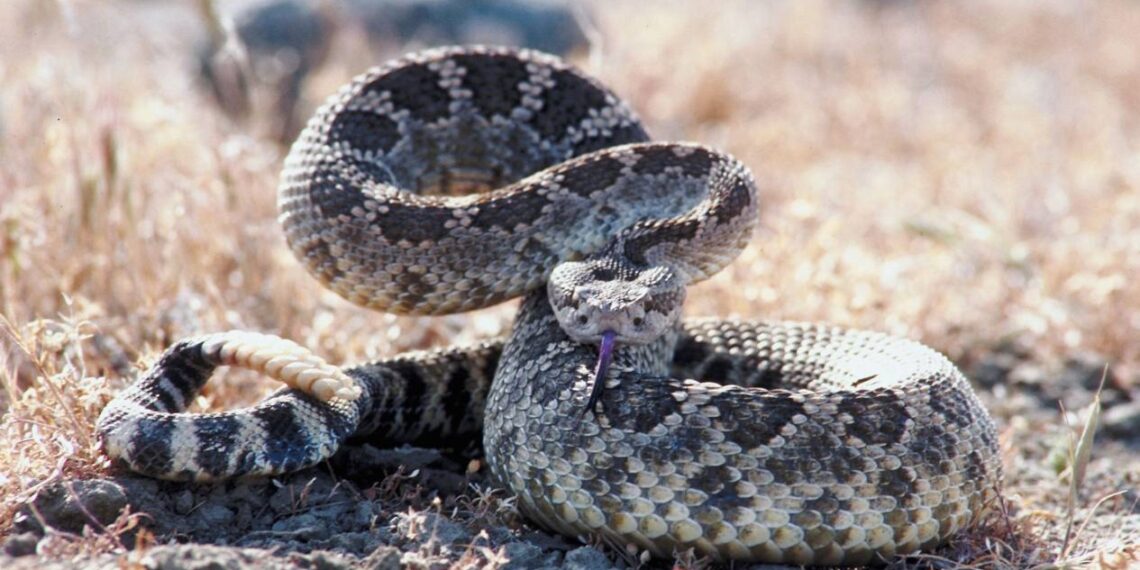 mordeduras de serpiente en México