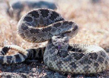 mordeduras de serpiente en México