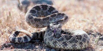 mordeduras de serpiente en México