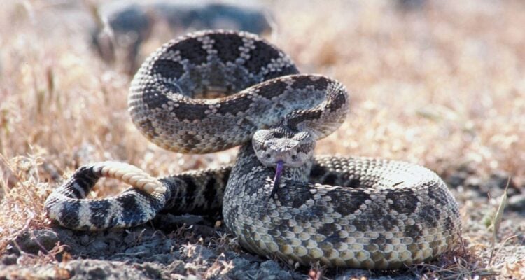 mordeduras de serpiente en México