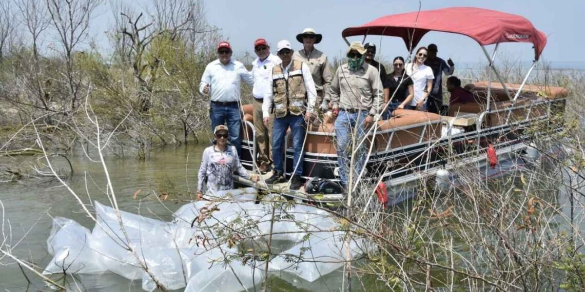 liberación de alevines Tamaulipas