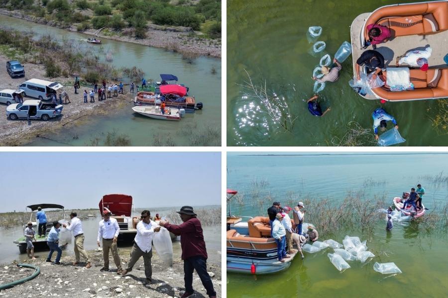 liberación de alevines Tamaulipas