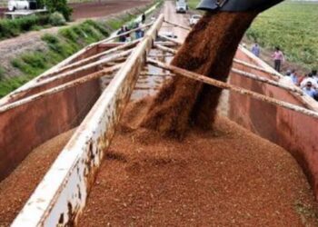 precio sorgo en Tamaulipas