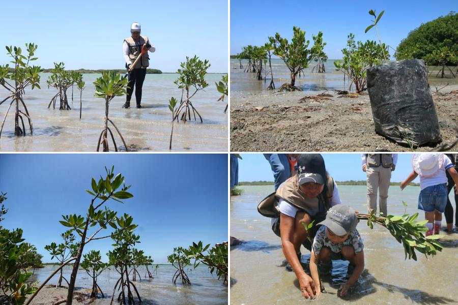 reforestación de manglares en Tamaulipas