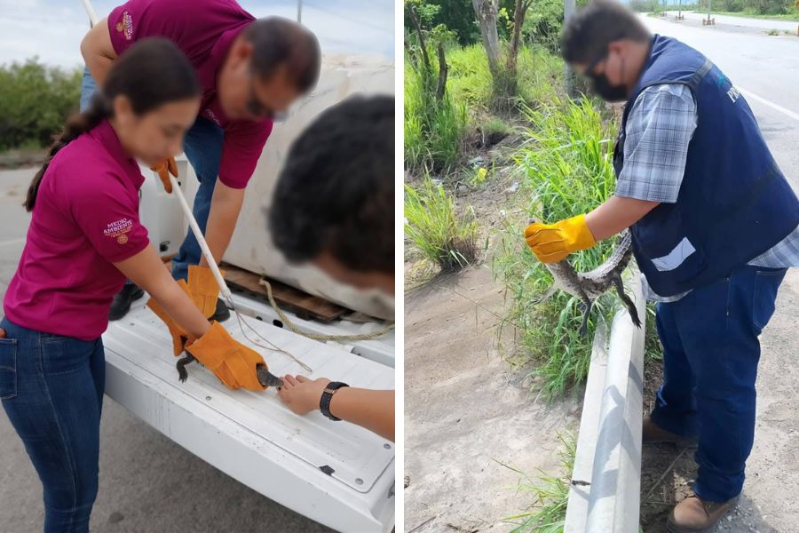 rescatan cocodrilos en Altamira