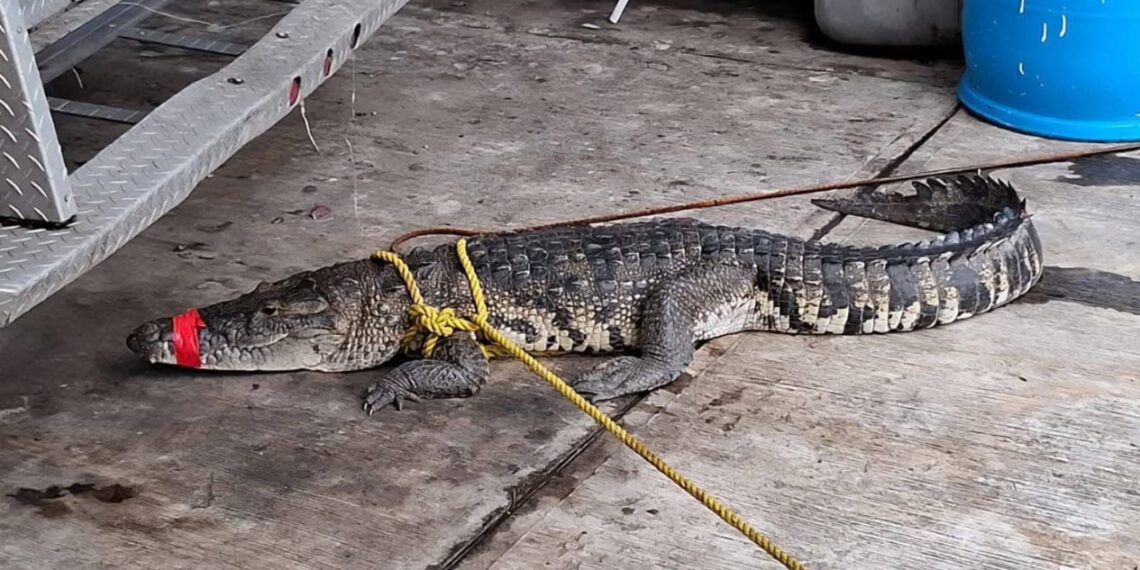 rescatan cocodrilos en Altamira