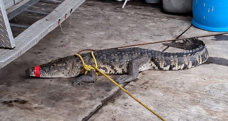 rescatan cocodrilos en Altamira