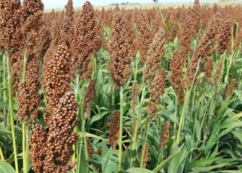 sorgo en norte de Tamaulipas