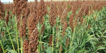 sorgo en norte de Tamaulipas