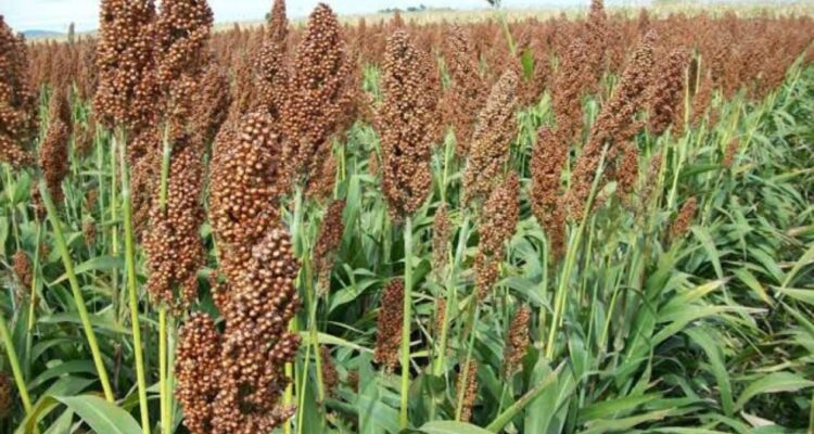 sorgo en norte de Tamaulipas