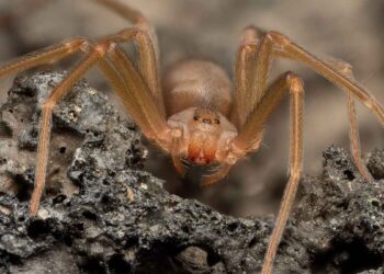 temporada de araña violinista