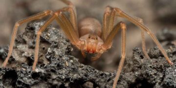 temporada de araña violinista
