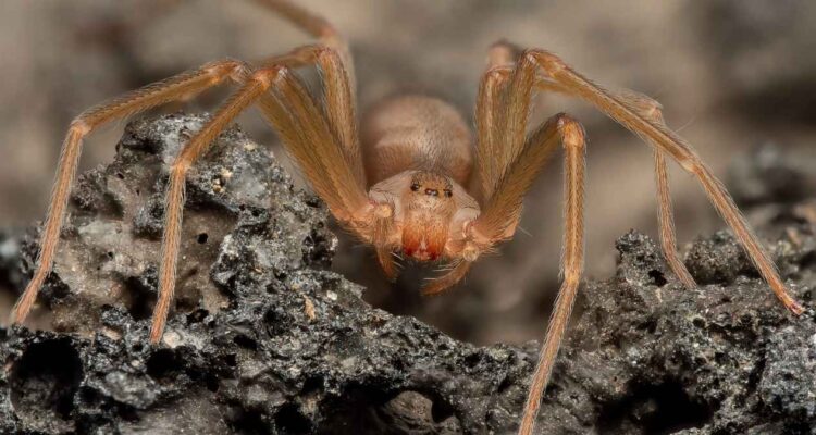 temporada de araña violinista