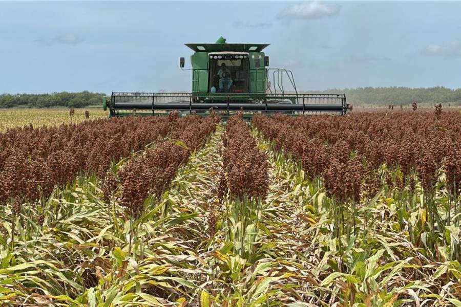trilla de sorgo en norte de Tamaulipas