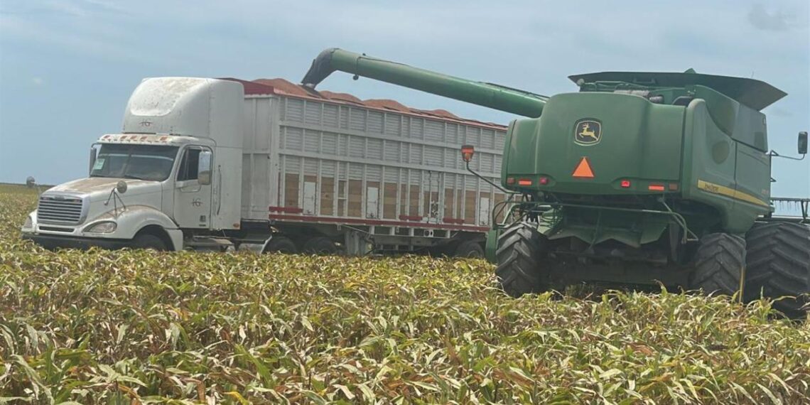 trilla de sorgo en norte de Tamaulipas