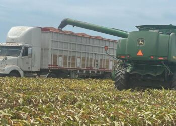 trilla de sorgo en norte de Tamaulipas