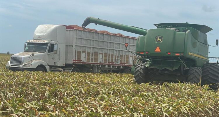 trilla de sorgo en norte de Tamaulipas