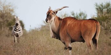 turismo cinegético en Tamaulipas