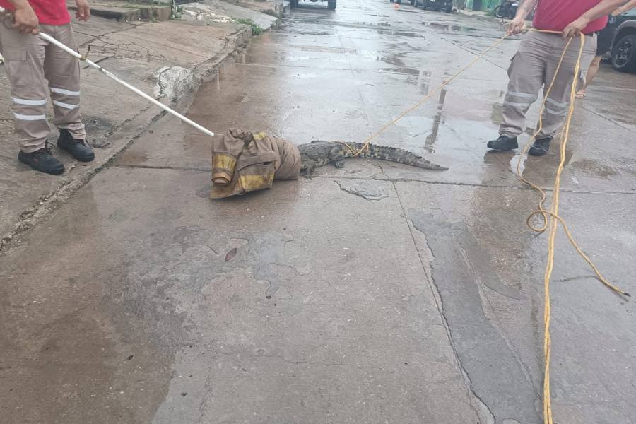 emergencias por lluvias en Tampico