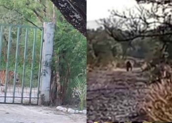 ¿Otro lindo gatito? Captan a tigre en la colonia La Copina de Salinas Victoria, Nuevo León