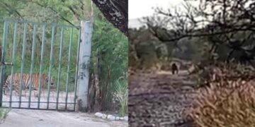 ¿Otro lindo gatito? Captan a tigre en la colonia La Copina de Salinas Victoria, Nuevo León