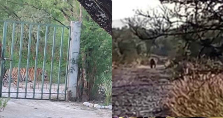 ¿Otro lindo gatito? Captan a tigre en la colonia La Copina de Salinas Victoria, Nuevo León