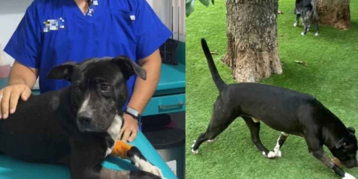 ‘Negrito’, el perrito agredido en Tonalá, ya se recupera bajo cuidado veterinario