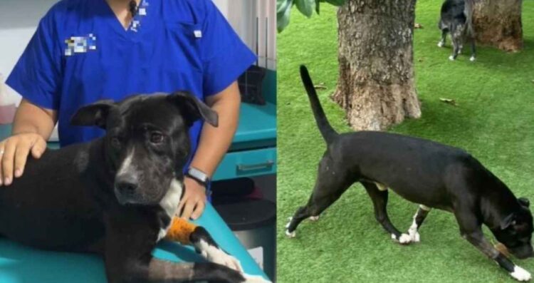 ‘Negrito’, el perrito agredido en Tonalá, ya se recupera bajo cuidado veterinario