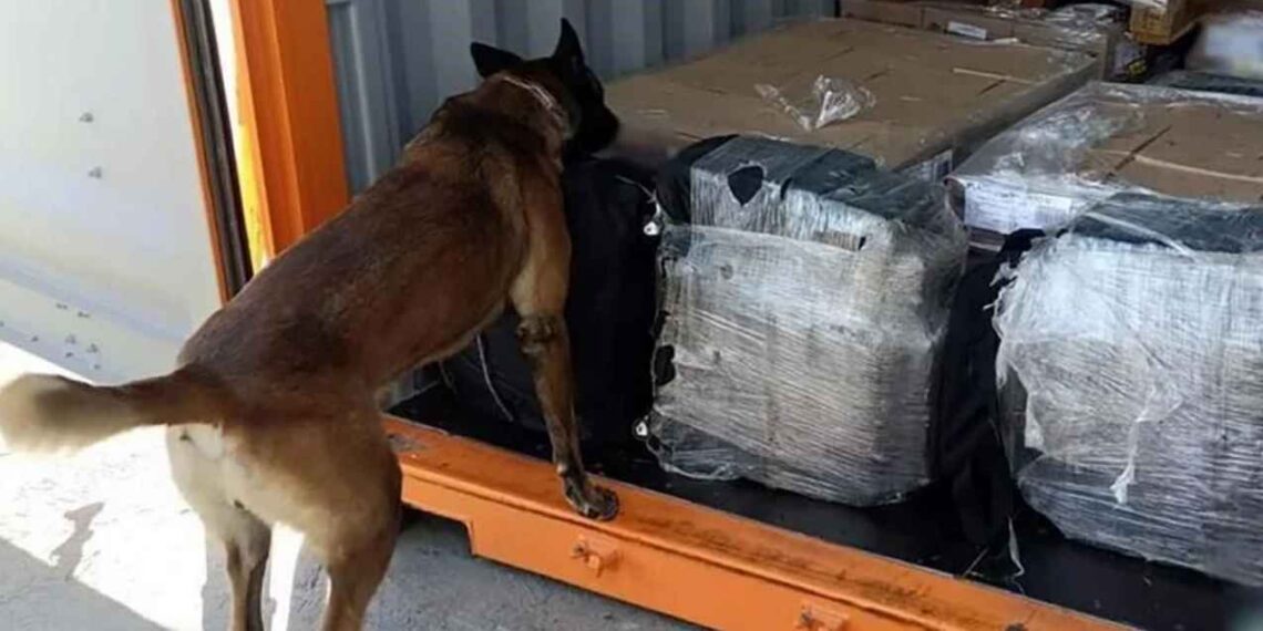 Aseguran cargamento con aproximadamente 200 kilos de cocaína en aduana de Ensenada, Baja California
