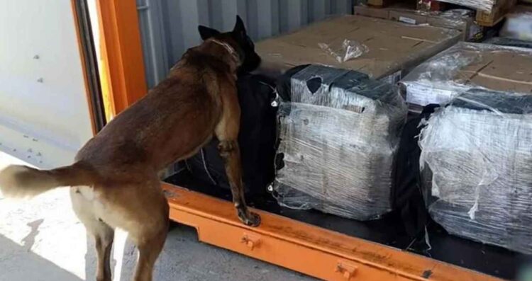 Aseguran cargamento con aproximadamente 200 kilos de cocaína en aduana de Ensenada, Baja California