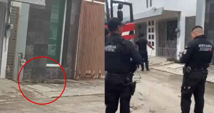 Aseguran cocodrilo que merodeaba calles de Ciudad Madero