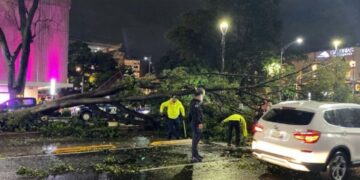 Caída de árbol sobre Insurgentes Sur complica tránsito tras fuerte lluvia en CDMX
