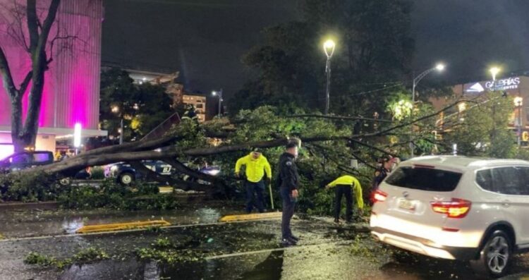Caída de árbol sobre Insurgentes Sur complica tránsito tras fuerte lluvia en CDMX