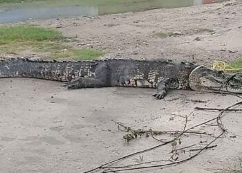 Cocodrilo en canal de Ciudad Madero