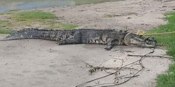 Cocodrilo en canal de Ciudad Madero