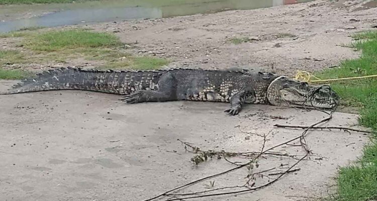 Cocodrilo en canal de Ciudad Madero