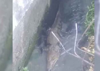 Cocodrilos viven en drenaje y preocupan a vecinos de Villahermosa, Tabasco