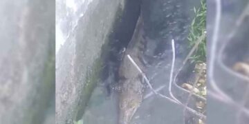 Cocodrilos viven en drenaje y preocupan a vecinos de Villahermosa, Tabasco
