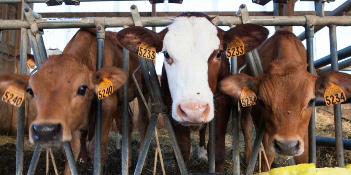 EU cerrar frontera Gusano barrenador