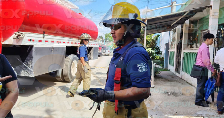 Encuentran cría de cocodrilo en el patio de una casa en Ciudad Madero, Tamaulipas