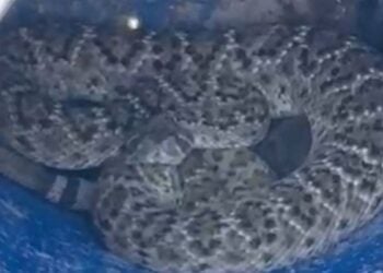 Encuentran dos víboras de gran tamaño en Escobedo, Nuevo León