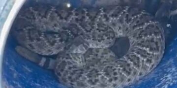 Encuentran dos víboras de gran tamaño en Escobedo, Nuevo León