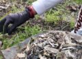 Hallan cuerpo en fosa clandestina en Tonalá; madres buscadoras compartieron detalles en redes