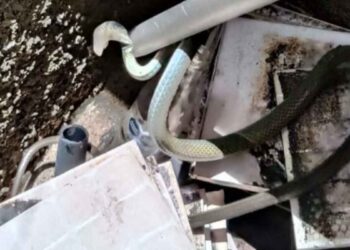 Hallan víbora dentro de una casa en el centro de Cd. Victoria, Tamaulipas