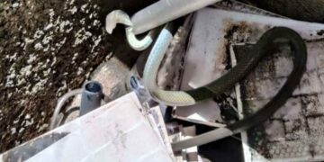 Hallan víbora dentro de una casa en el centro de Cd. Victoria, Tamaulipas